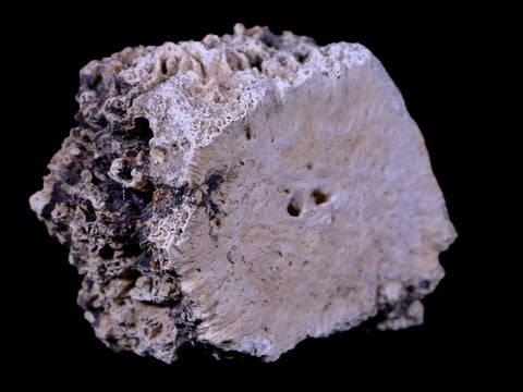 2" Glyptodon Fossil Osteoderm Scute Plate Bony Armor Pliocene Age Uruguay COA - Fossil Age Minerals