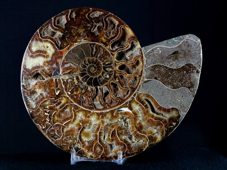 XL 6.4" Half Cut Cleoniceras Ammonite Fossil Shell Jurassic Age Madagascar Stand