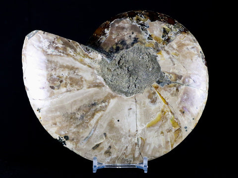 XL 6.4" Half Cut Cleoniceras Ammonite Fossil Shell Jurassic Age Madagascar Stand - Fossil Age Minerals