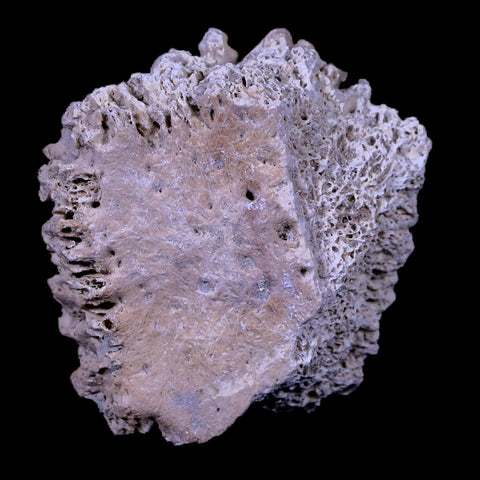 1.9" Glyptodon Fossil Osteoderm Scute Plate Bony Armor Pleistocene Age Uruguay COA - Fossil Age Minerals