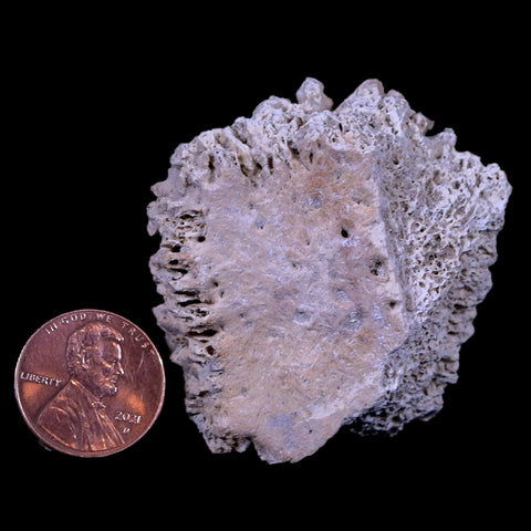1.9" Glyptodon Fossil Osteoderm Scute Plate Bony Armor Pleistocene Age Uruguay COA - Fossil Age Minerals