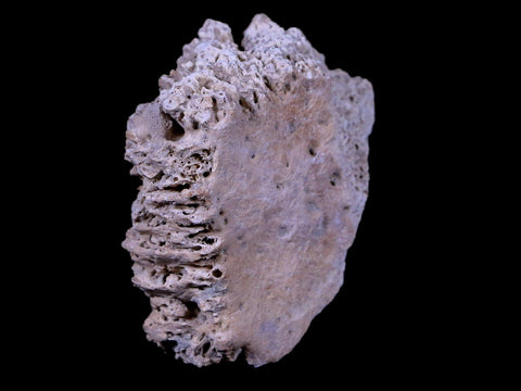 1.9" Glyptodon Fossil Osteoderm Scute Plate Bony Armor Pleistocene Age Uruguay COA - Fossil Age Minerals