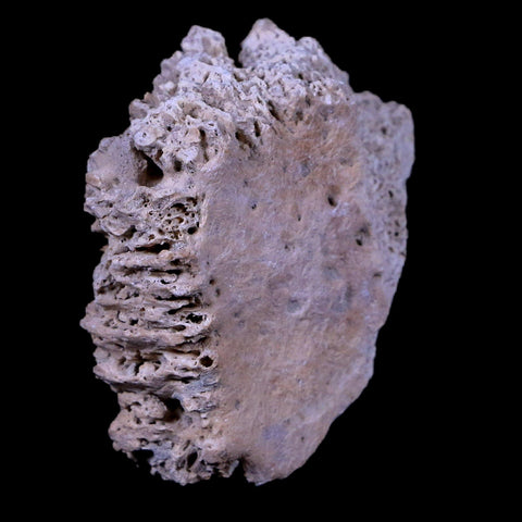 1.9" Glyptodon Fossil Osteoderm Scute Plate Bony Armor Pleistocene Age Uruguay COA - Fossil Age Minerals