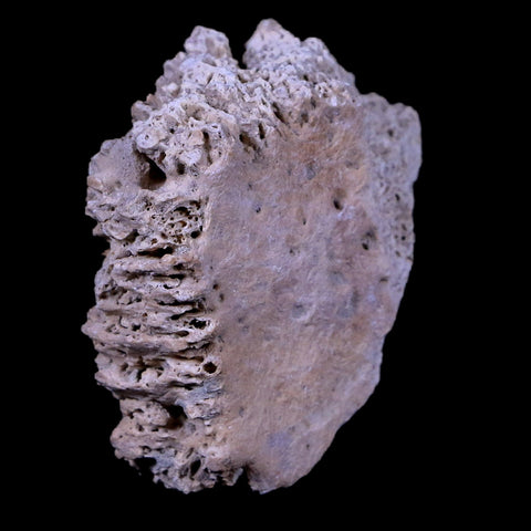 1.9" Glyptodon Fossil Osteoderm Scute Plate Bony Armor Pliocene Age Uruguay COA - Fossil Age Minerals