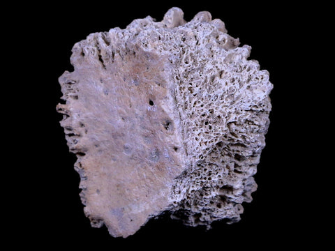 1.9" Glyptodon Fossil Osteoderm Scute Plate Bony Armor Pleistocene Age Uruguay COA - Fossil Age Minerals