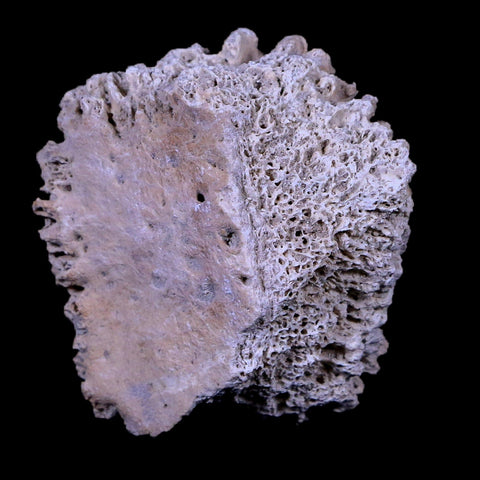 1.9" Glyptodon Fossil Osteoderm Scute Plate Bony Armor Pleistocene Age Uruguay COA - Fossil Age Minerals