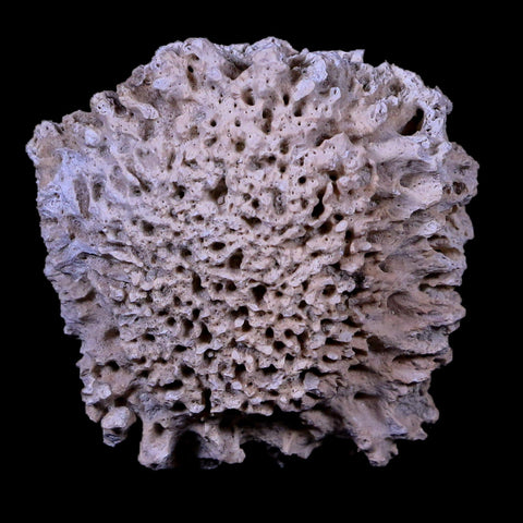 1.9" Glyptodon Fossil Osteoderm Scute Plate Bony Armor Pleistocene Age Uruguay COA - Fossil Age Minerals
