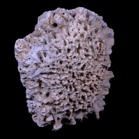 1.9" Glyptodon Fossil Osteoderm Scute Plate Bony Armor Pleistocene Age Uruguay COA - Fossil Age Minerals