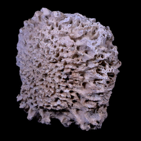 1.9" Glyptodon Fossil Osteoderm Scute Plate Bony Armor Pleistocene Age Uruguay COA - Fossil Age Minerals