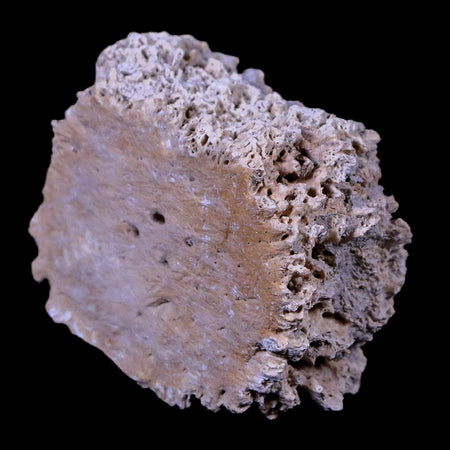 1.8" Glyptodon Fossil Osteoderm Scute Plate Bony Armor Pliocene Age Uruguay COA