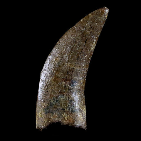 1.6" Nanotyrannus Tyrannosaurus Fossil Tooth Dinosaur Lance Creek FM WY COA - Fossil Age Minerals