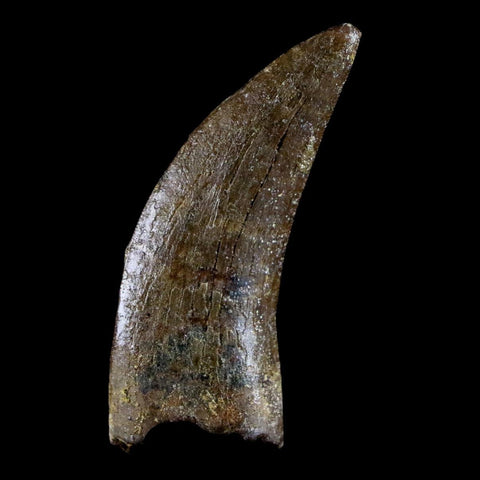 1.6" Nanotyrannus Tyrannosaurus Fossil Tooth Dinosaur Lance Creek FM WY COA - Fossil Age Minerals