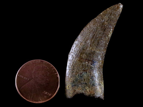 1.6" Nanotyrannus Tyrannosaurus Fossil Tooth Dinosaur Lance Creek FM WY COA - Fossil Age Minerals