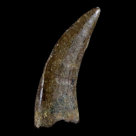 1.6" Nanotyrannus Tyrannosaurus Fossil Tooth Dinosaur Lance Creek FM WY COA - Fossil Age Minerals