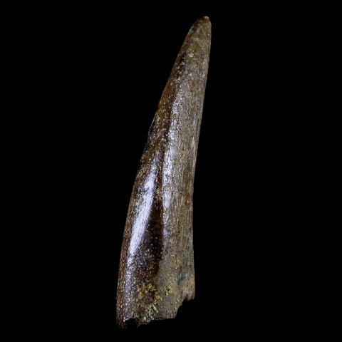 1.6" Nanotyrannus Tyrannosaurus Fossil Tooth Dinosaur Lance Creek FM WY COA - Fossil Age Minerals