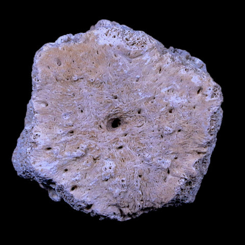 2" Glyptodon Fossil Osteoderm Scute Plate Bony Armor Pliocene Age Uruguay COA - Fossil Age Minerals