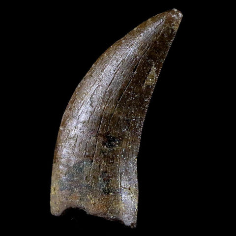 1.6" Nanotyrannus Tyrannosaurus Fossil Tooth Dinosaur Lance Creek FM WY COA - Fossil Age Minerals