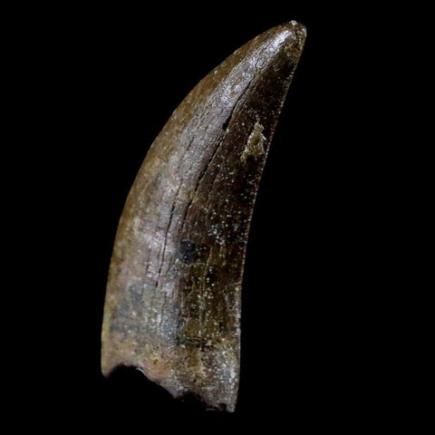 1.6" Nanotyrannus Tyrannosaurus Fossil Tooth Dinosaur Lance Creek FM WY COA - Fossil Age Minerals