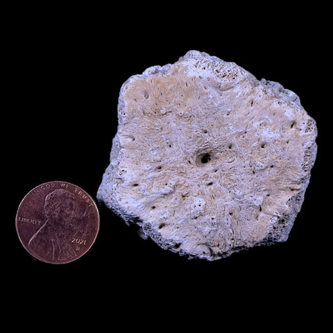 2" Glyptodon Fossil Osteoderm Scute Plate Bony Armor Pliocene Age Uruguay COA - Fossil Age Minerals