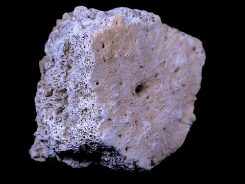 2" Glyptodon Fossil Osteoderm Scute Plate Bony Armor Pliocene Age Uruguay COA - Fossil Age Minerals