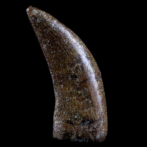 1.6" Nanotyrannus Tyrannosaurus Fossil Tooth Dinosaur Lance Creek FM WY COA - Fossil Age Minerals