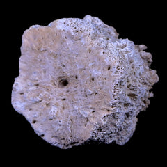 Glyptodon Fossil Collection