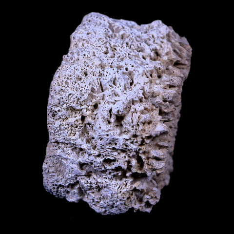 2" Glyptodon Fossil Osteoderm Scute Plate Bony Armor Pliocene Age Uruguay COA - Fossil Age Minerals