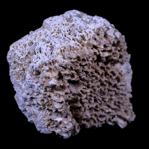 2" Glyptodon Fossil Osteoderm Scute Plate Bony Armor Pliocene Age Uruguay COA - Fossil Age Minerals