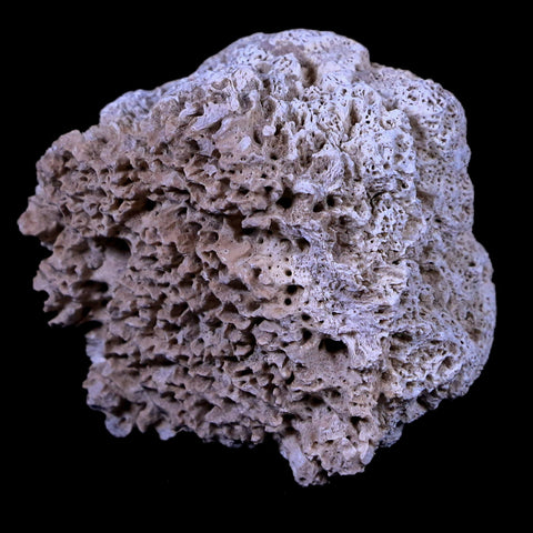 2" Glyptodon Fossil Osteoderm Scute Plate Bony Armor Pliocene Age Uruguay COA - Fossil Age Minerals