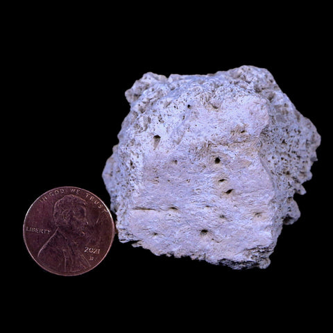 1.8" Glyptodon Fossil Osteoderm Scute Plate Bony Armor Pleistocene Age Uruguay COA - Fossil Age Minerals