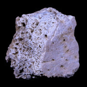 1.8" Glyptodon Fossil Osteoderm Scute Plate Bony Armor Pliocene Age Uruguay COA