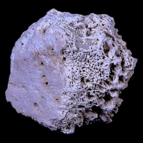 1.8" Glyptodon Fossil Osteoderm Scute Plate Bony Armor Pliocene Age Uruguay COA - Fossil Age Minerals