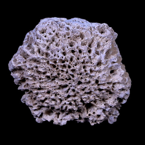 1.8" Glyptodon Fossil Osteoderm Scute Plate Bony Armor Pliocene Age Uruguay COA - Fossil Age Minerals