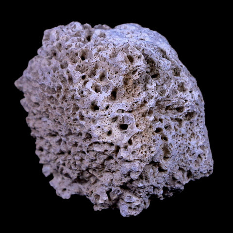 1.8" Glyptodon Fossil Osteoderm Scute Plate Bony Armor Pliocene Age Uruguay COA - Fossil Age Minerals