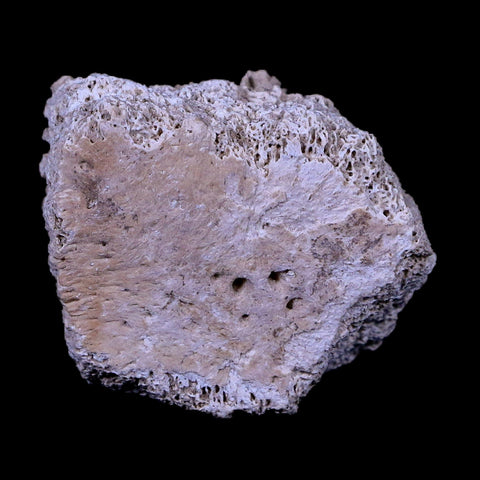 1.7" Glyptodon Fossil Osteoderm Scute Plate Bony Armor Pliocene Age Uruguay COA - Fossil Age Minerals