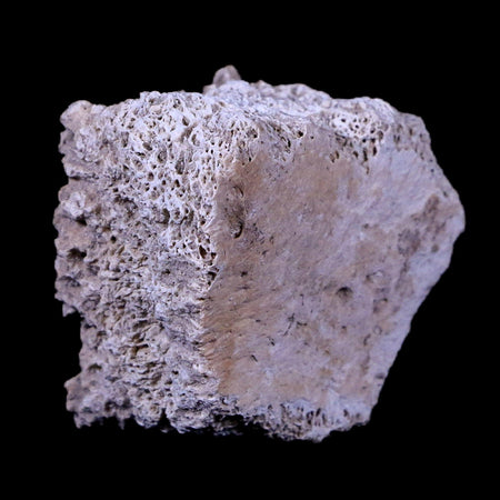 1.7" Glyptodon Fossil Osteoderm Scute Plate Bony Armor Pleistocene Age Uruguay COA