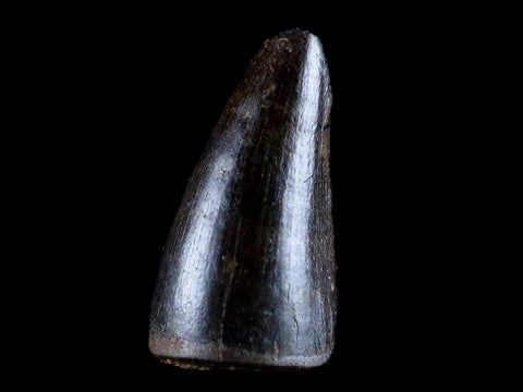 0.5" Crocodile Borealosuchus Fossil Tooth Fang Judith River Formation MT Display - Fossil Age Minerals