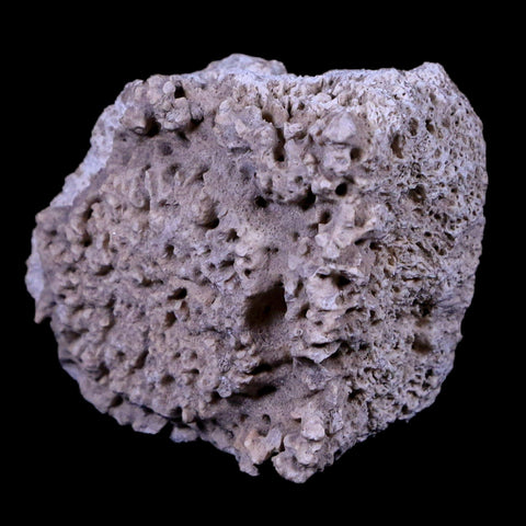 1.7" Glyptodon Fossil Osteoderm Scute Plate Bony Armor Pliocene Age Uruguay COA - Fossil Age Minerals