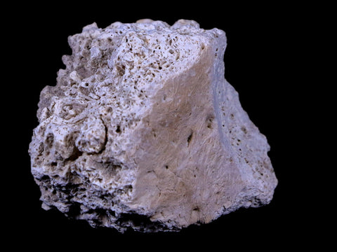 1.7" Glyptodon Fossil Osteoderm Scute Plate Bony Armor Pliocene Age Uruguay COA - Fossil Age Minerals
