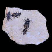 4 Four Dragonfly Larvae Fossil Libellula Doris Plate Miocene Age Piemont Italy Display
