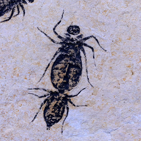 4 Four Dragonfly Larvae Fossil Libellula Doris Plate Miocene Age Piemont Italy Display