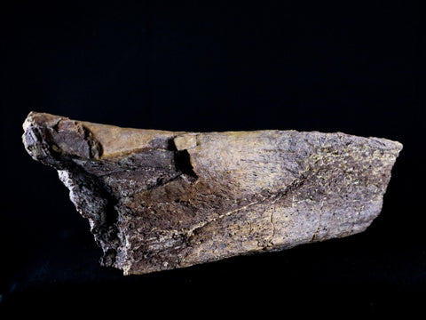 8.5" Edmontosaurus Fossil Ilium Wing Lance Creek Cretaceous Dinosaur WY COA - Fossil Age Minerals