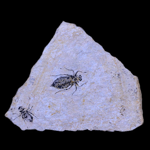 2 Two Dragonfly Larvae Fossil Libellula Doris Plate Miocene Age Piemont Italy Display - Fossil Age Minerals