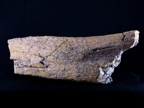 8.5" Edmontosaurus Fossil Ilium Wing Lance Creek Cretaceous Dinosaur WY COA - Fossil Age Minerals