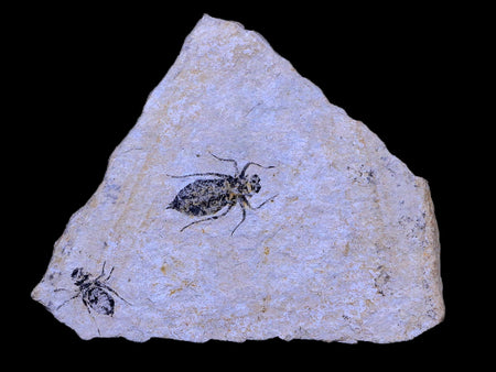2 Two Dragonfly Larvae Fossil Libellula Doris Plate Miocene Age Piemont Italy Display
