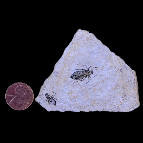 2 Two Dragonfly Larvae Fossil Libellula Doris Plate Miocene Age Piemont Italy Display - Fossil Age Minerals
