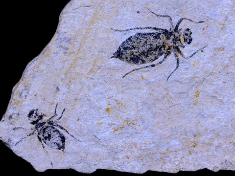 2 Two Dragonfly Larvae Fossil Libellula Doris Plate Miocene Age Piemont Italy Display - Fossil Age Minerals