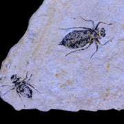 2 Two Dragonfly Larvae Fossil Libellula Doris Plate Miocene Age Piemont Italy Display