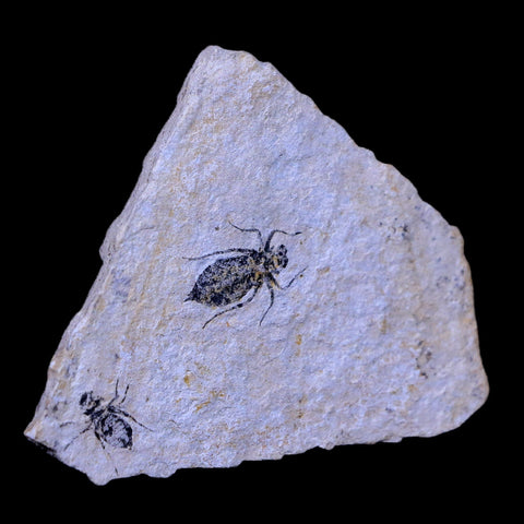 2 Two Dragonfly Larvae Fossil Libellula Doris Plate Miocene Age Piemont Italy Display - Fossil Age Minerals