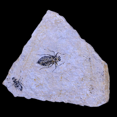 2 Two Dragonfly Larvae Fossil Libellula Doris Plate Miocene Age Piemont Italy Display - Fossil Age Minerals